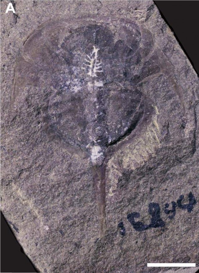 Скам'янілість мечохвоста Euproops danae, де чітко видно мозок / Фото Geology   